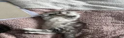 Maine Coon cats for sale: Last Beautiful Maine Coon Kitten Ready Now 🐾 - Advert 18
