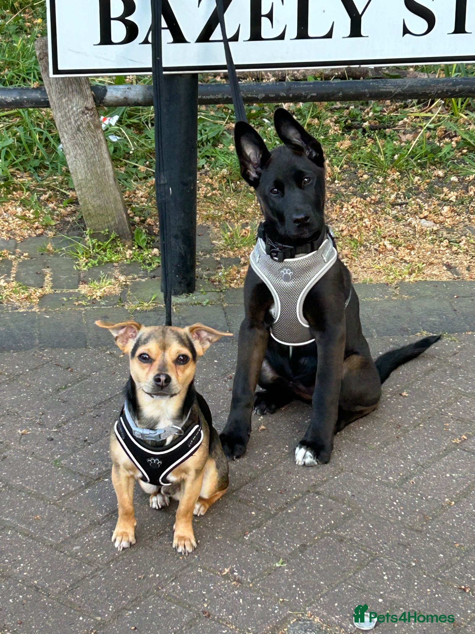 Jack Chi dogs chihuahua x jack russel stud loki🐾 - Advert 1