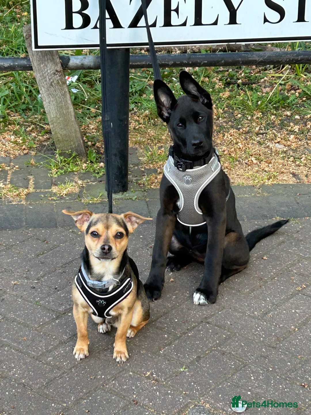 Jack Chi dogs for stud: chihuahua x jack russel stud loki🐾 in Romford - Advert 1