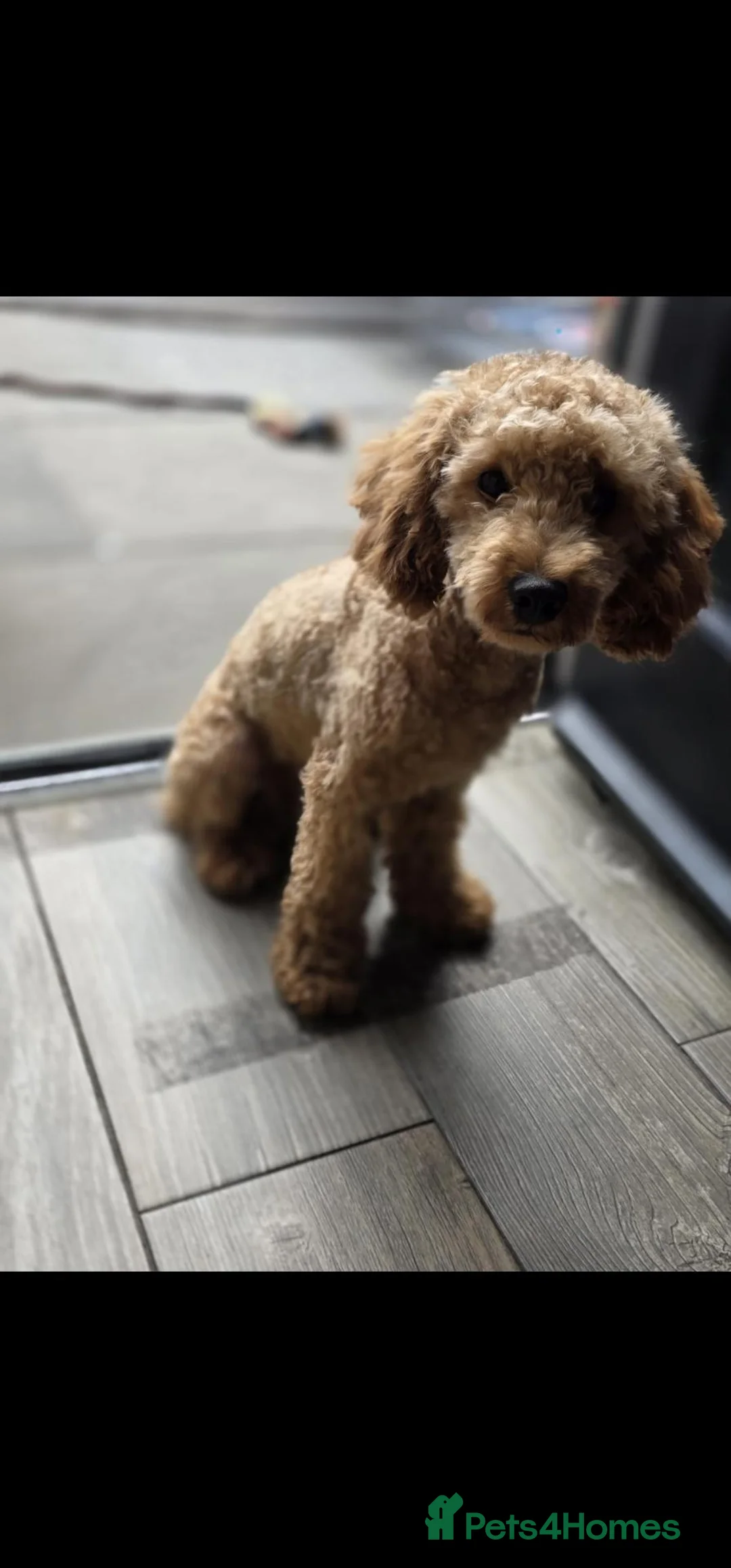 Toy Poodle dogs for sale: Miniature Poodle. 1 Yr 4 Months. Loving Family Boy in Pontefract - Advert 2