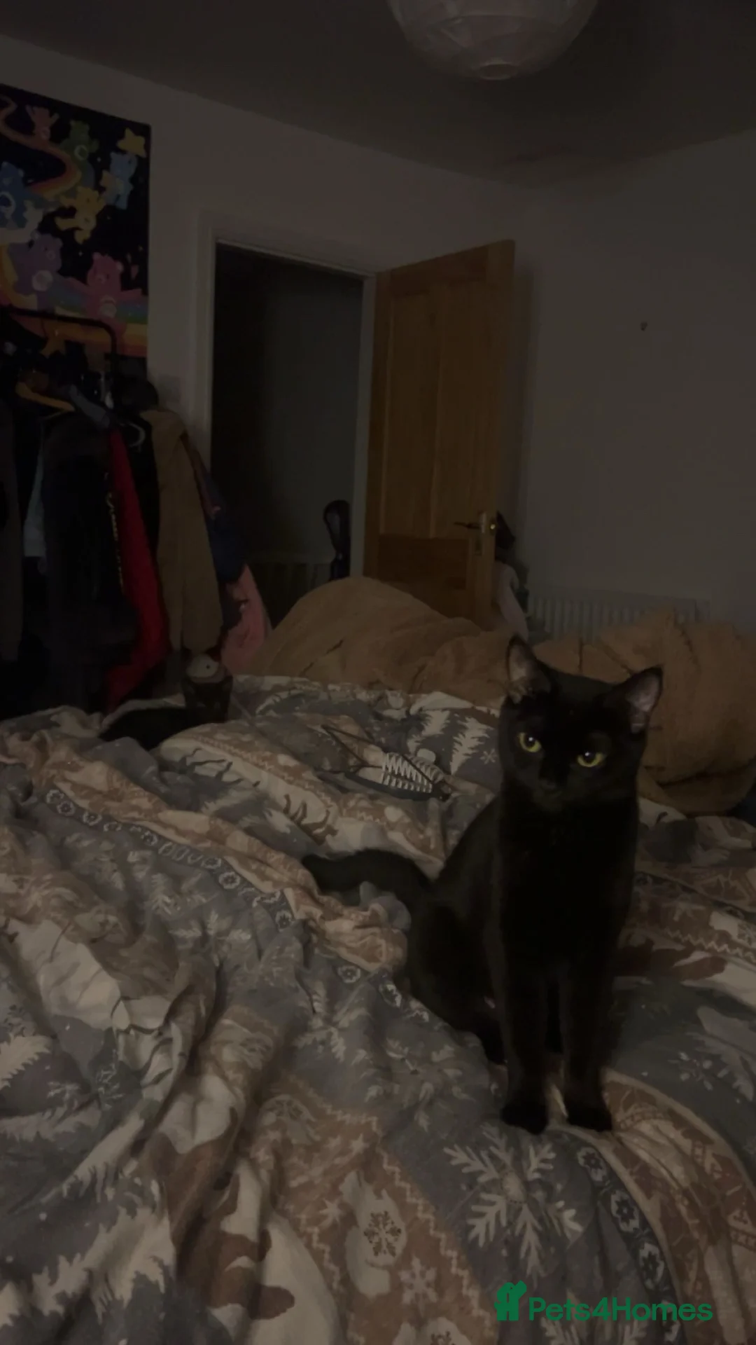 Domestic Shorthair cats for sale: 11 week old kitten for sale !  - Advert 2