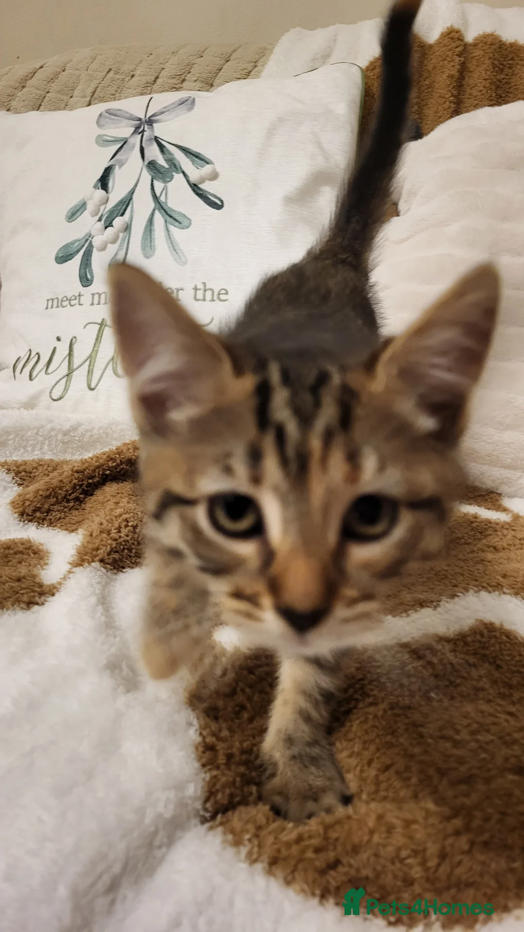 Mixed Breed cats for sale: Kittens READY NOW - Advert 33