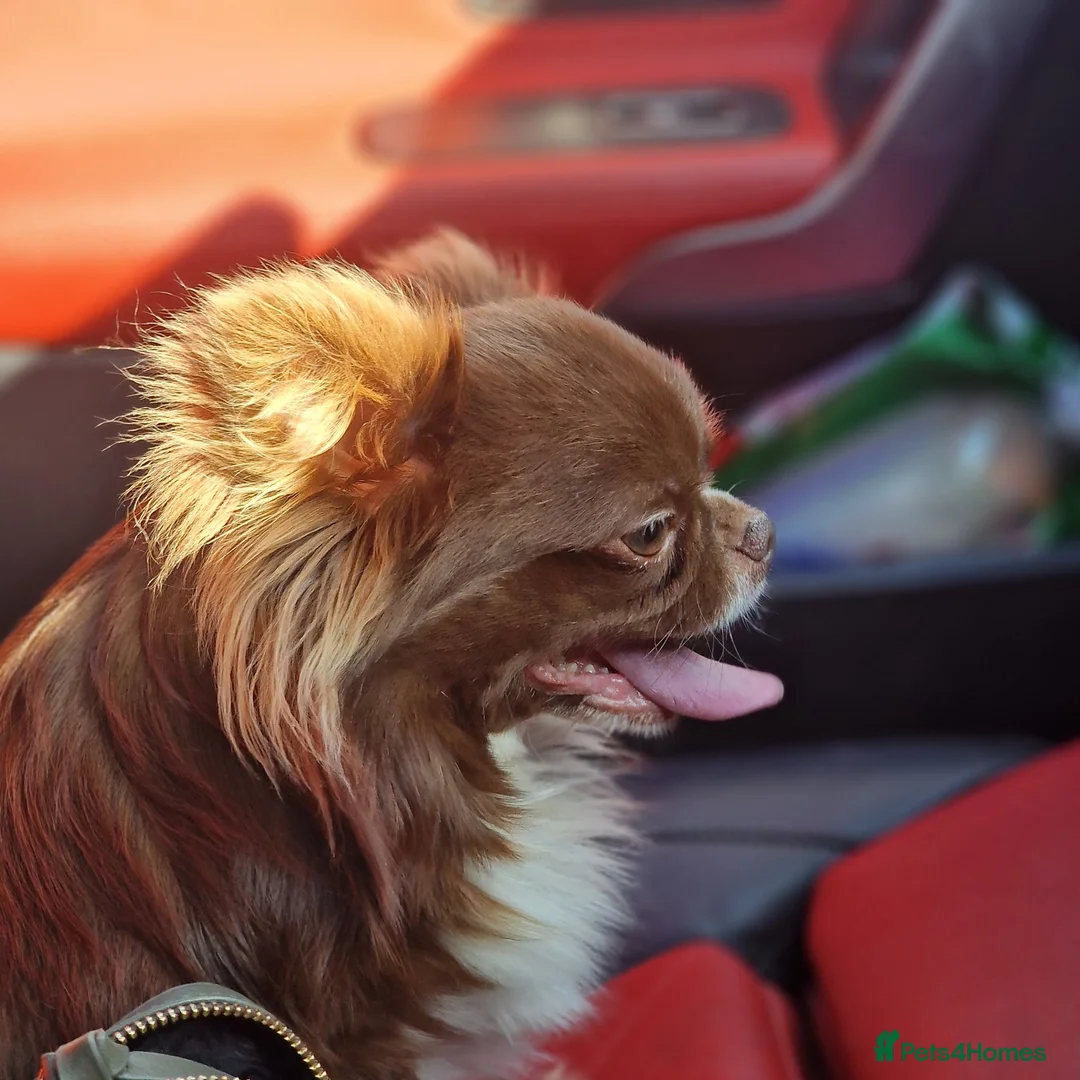 Chihuahua dogs for stud: Chihuahua Chocolate longhaired Stud  - Advert 2