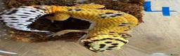 Leopard Gecko reptiles for sale: Leopard geckos - Advert 4