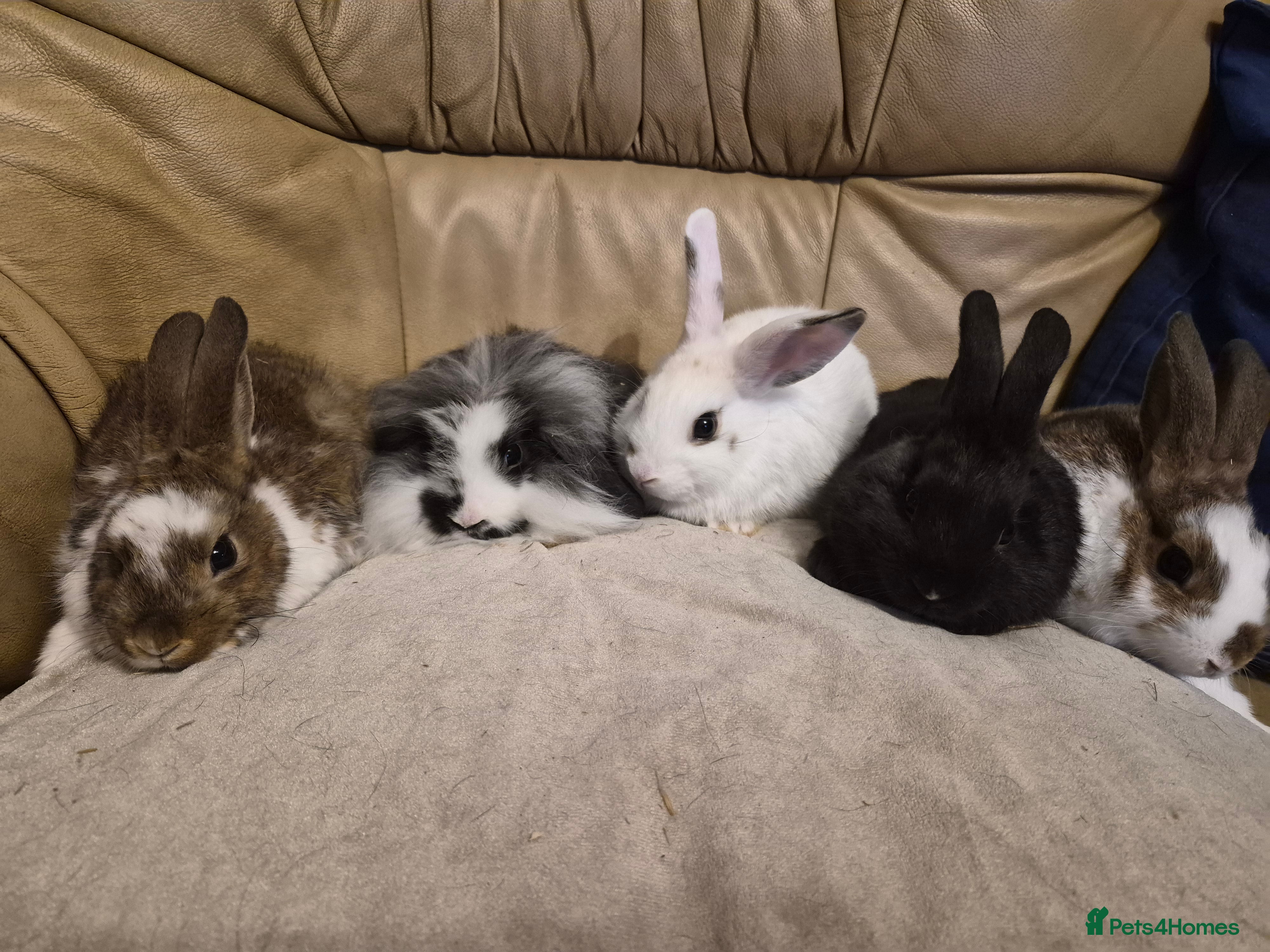 Mixed Breed rabbits 4 Cute Baby Mini Lop X Rabbits - Advert 1