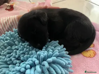 Labrador Retriever dogs 🫶🏻KC Lab Retriever 11.10.2026 - Advert 19