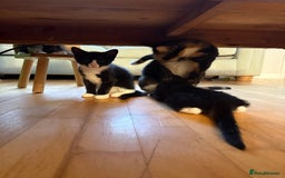 Mixed Breed cats for sale: Black and white kittens for sale - Image 3
