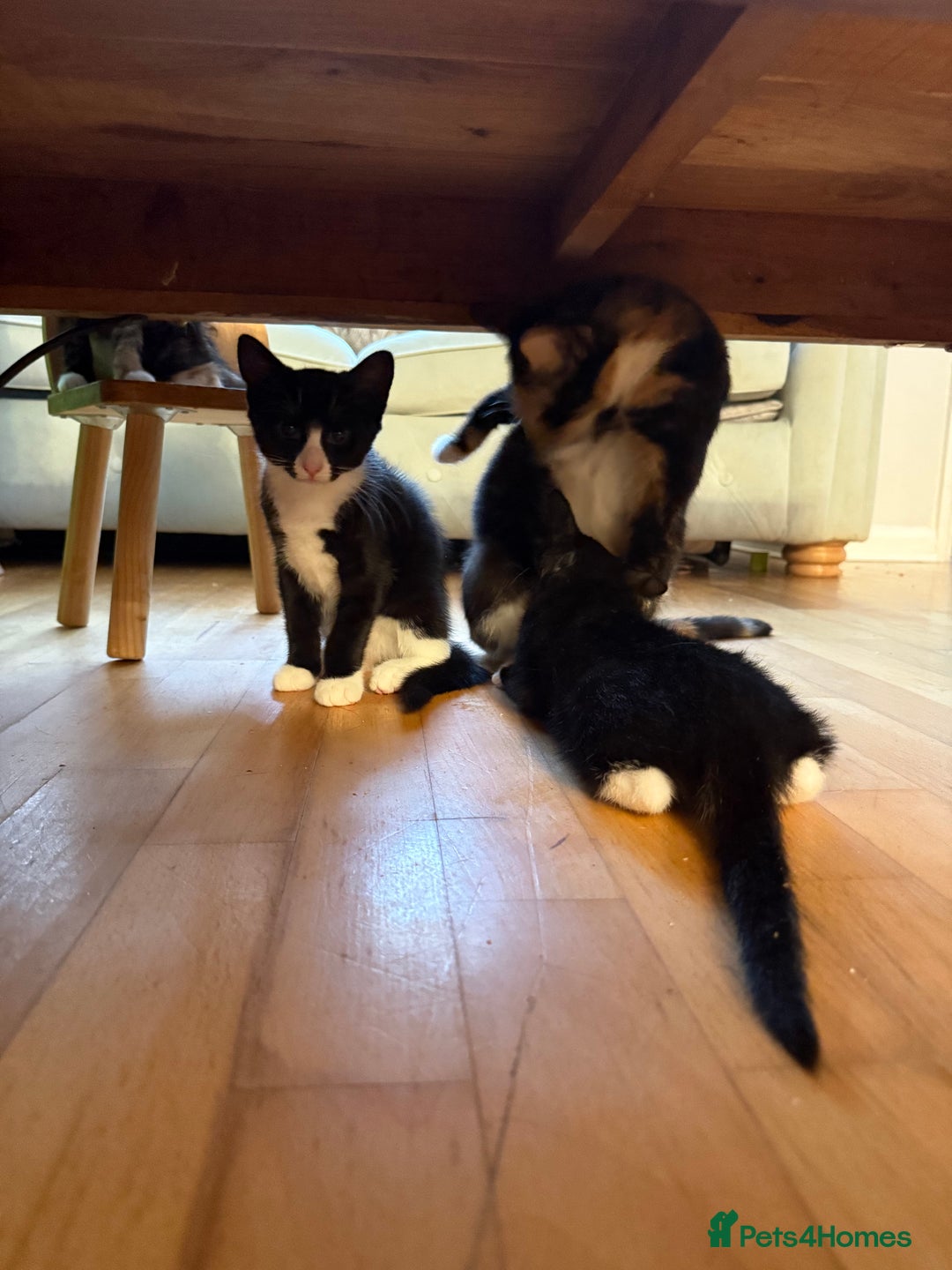 Mixed Breed cats for sale: Black and white kittens for sale - Image 3