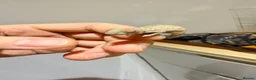 Chameleon reptiles for sale: Home-bred Panther Chameleon Babies for Sale - Advert 6