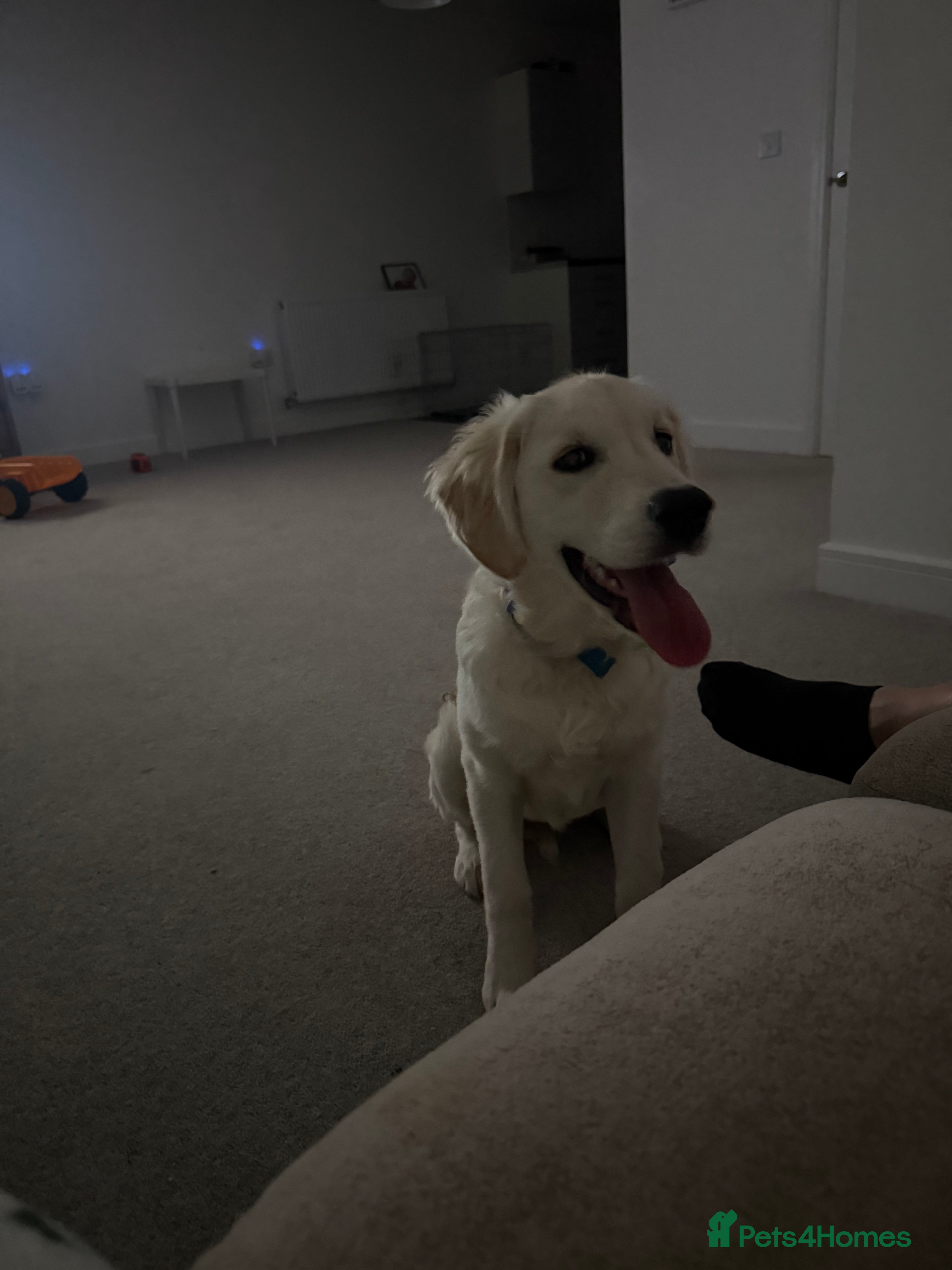 Golden Retriever dogs Golden retriever  - Advert 1