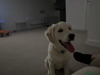 Golden Retriever dogs Golden retriever - Advert 1