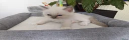Ragdoll cats for sale: Pure breed ragdoll kittens - Advert 8