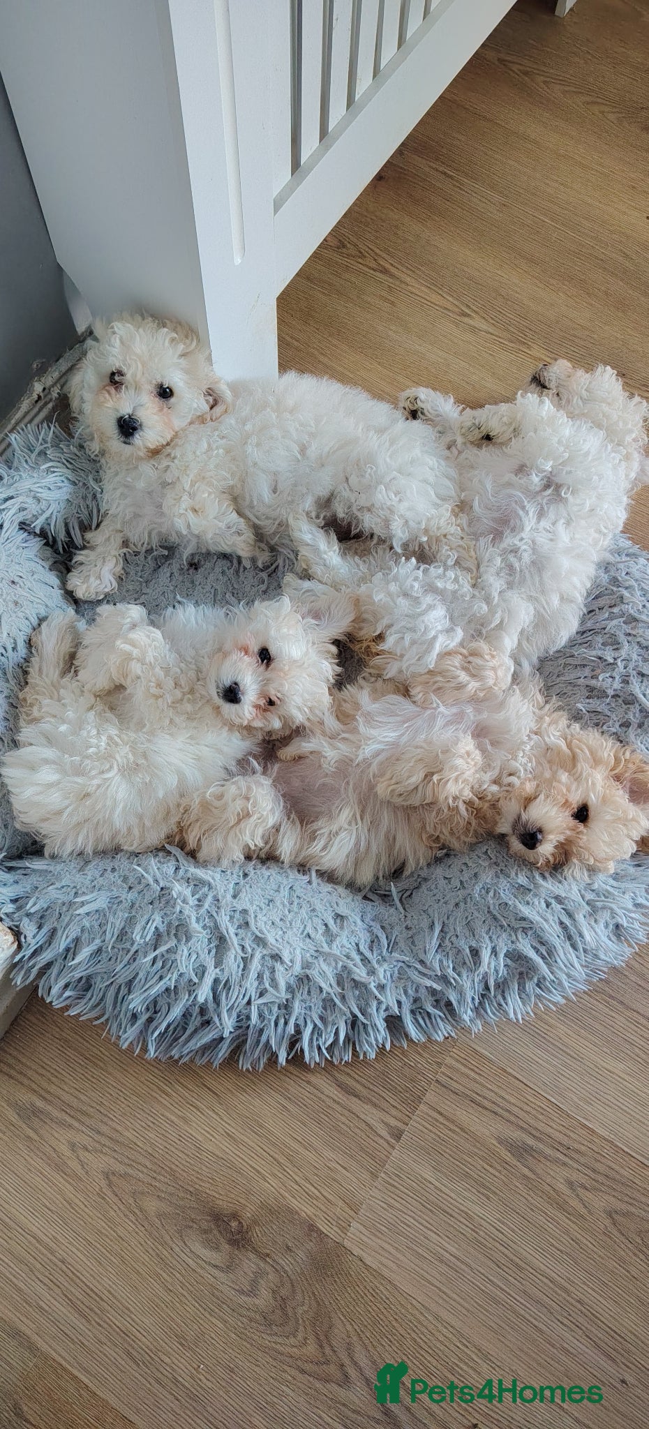 Poochon dogs for sale: Toy poochon READY NOW  - Advert 2