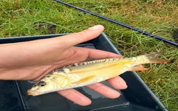 Koi Carp fish for sale: Koi/Carp/Goldfish available  - Image 2
