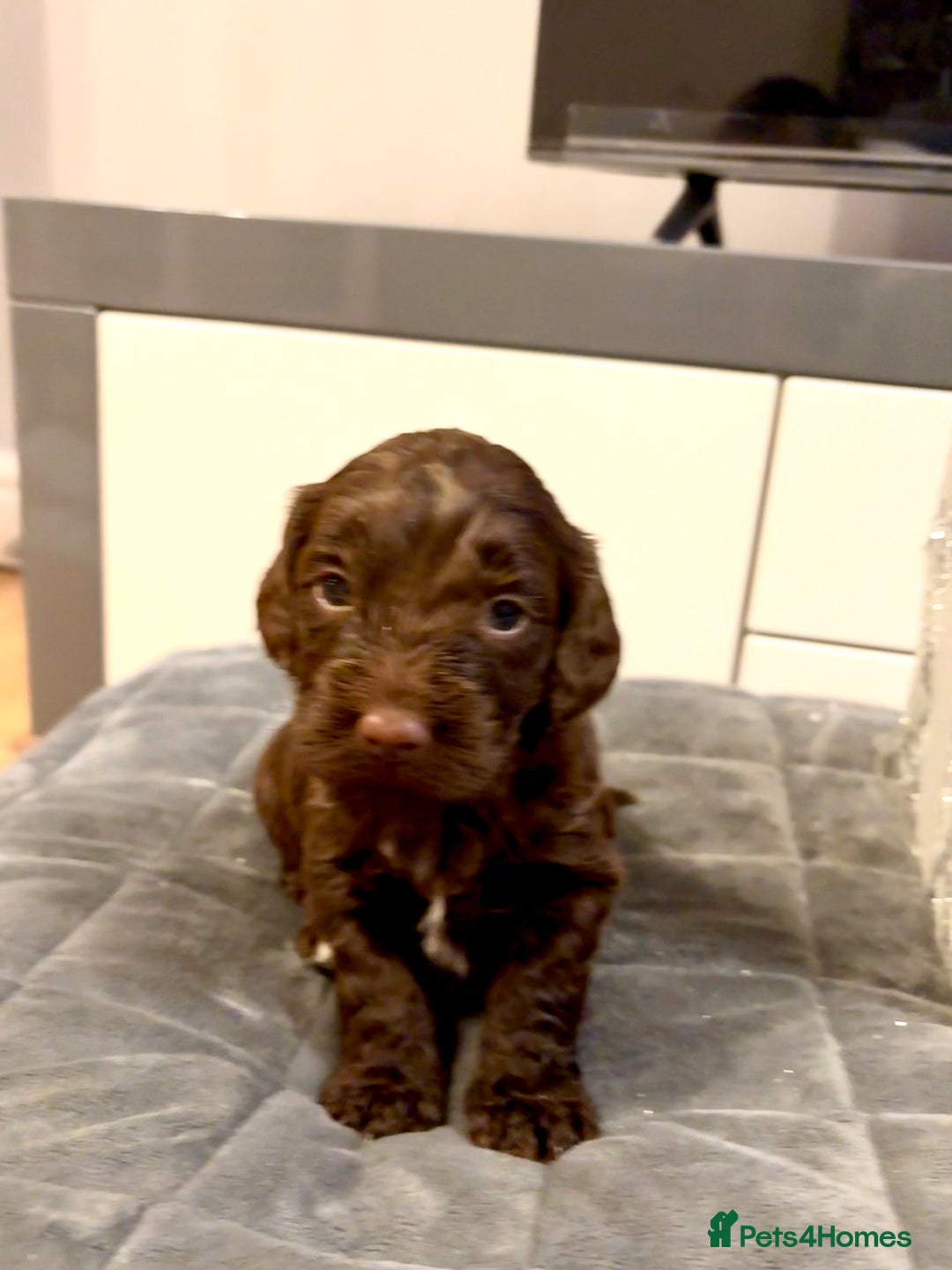 Cockapoo dogs for sale: Beautiful F1b cockapoos  - Advert 5