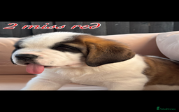 Saint Bernard dogs for sale: My bubba’s - Image 6