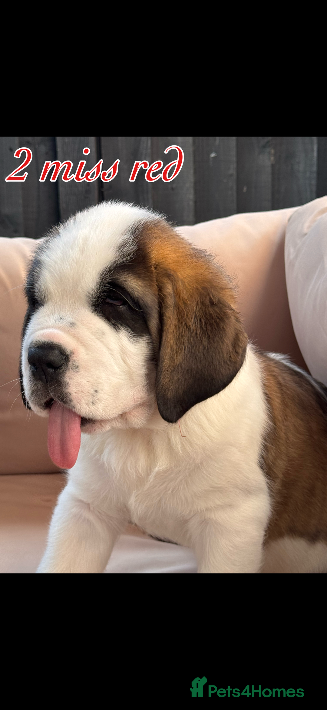 Saint Bernard dogs for sale: My bubba’s - Image 6