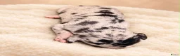 Great Dane dogs for sale: 🐾KC REGISTERED GREAT DANE PUPPIES — NORTHAMPTON🐾 - Advert 14