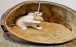 British Shorthair cats for sale: British Shorthair Cream and White Harlequin Male - Image 2