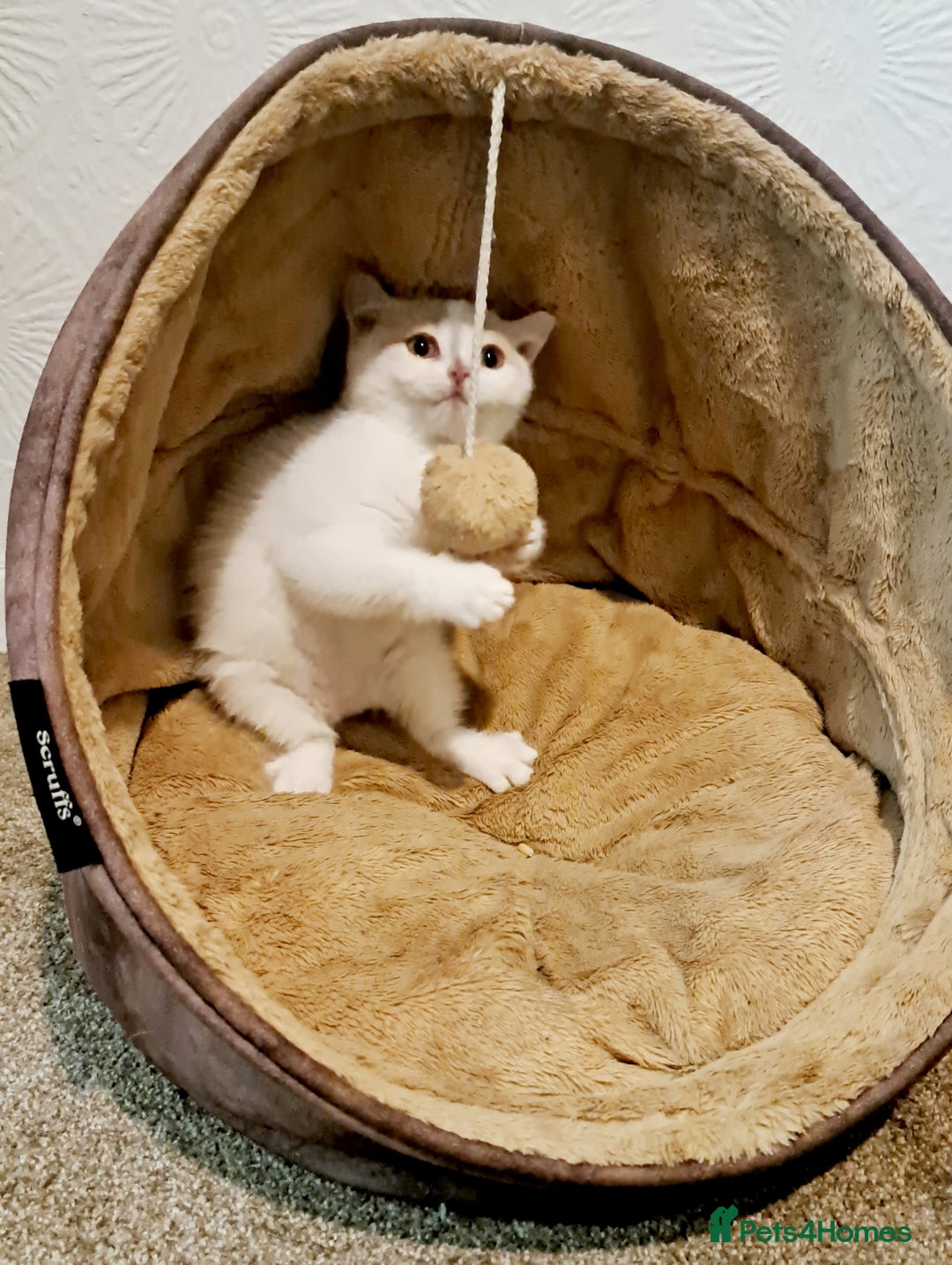 British Shorthair cats for sale: British Shorthair Cream and White Harlequin Male - Image 2