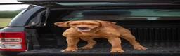 Labrador Retriever dogs for sale: Kc registered & fully health tested - Advert 11