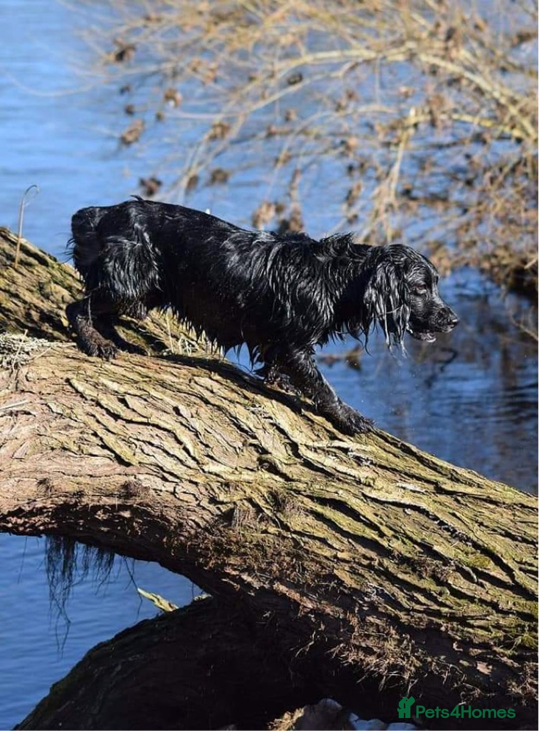 Cocker Spaniel dogs for stud: Proven kc reg working cocker in Preston - Advert 5