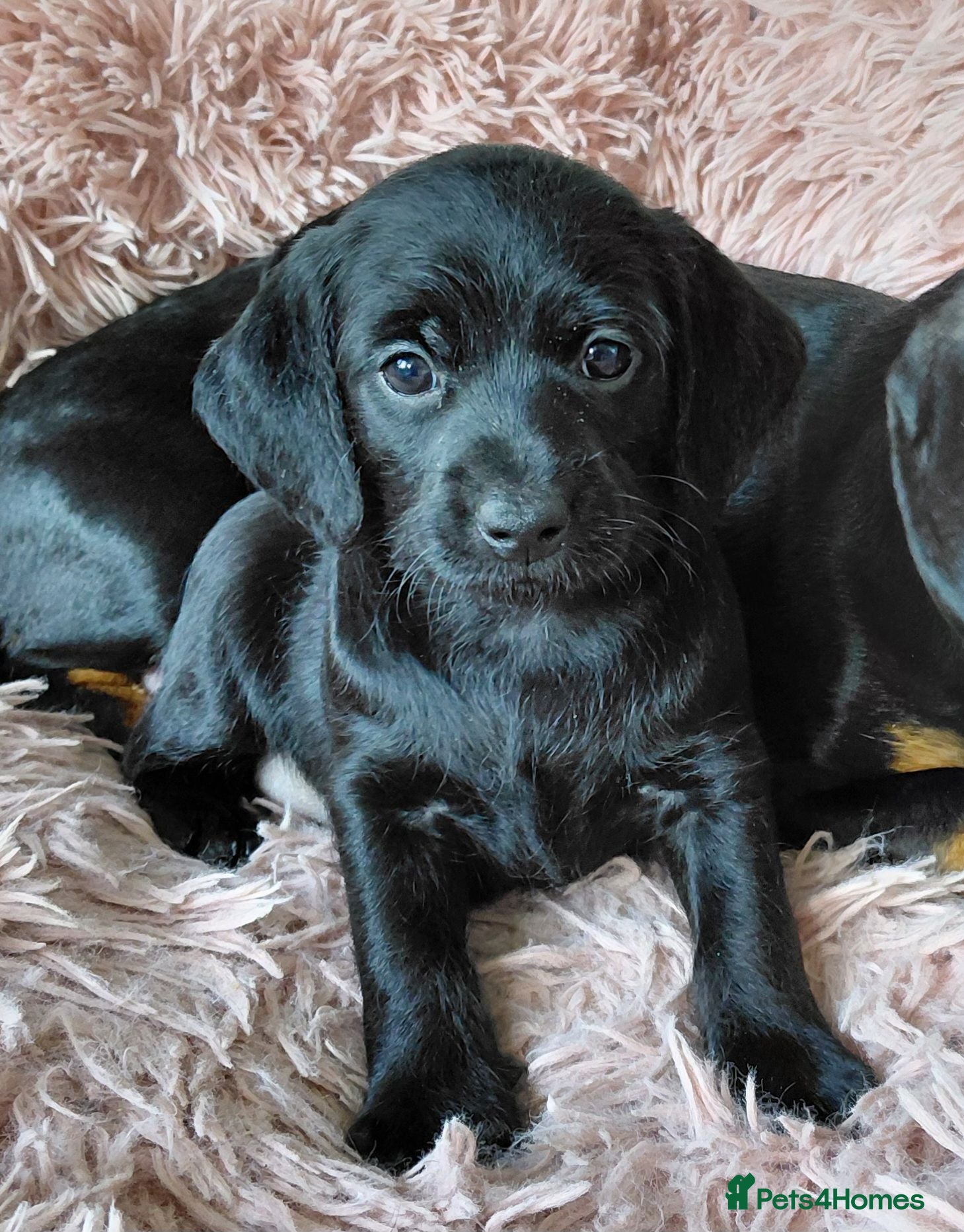 Doxiepoo dogs Doxiepoo f1 black girl - Advert 1
