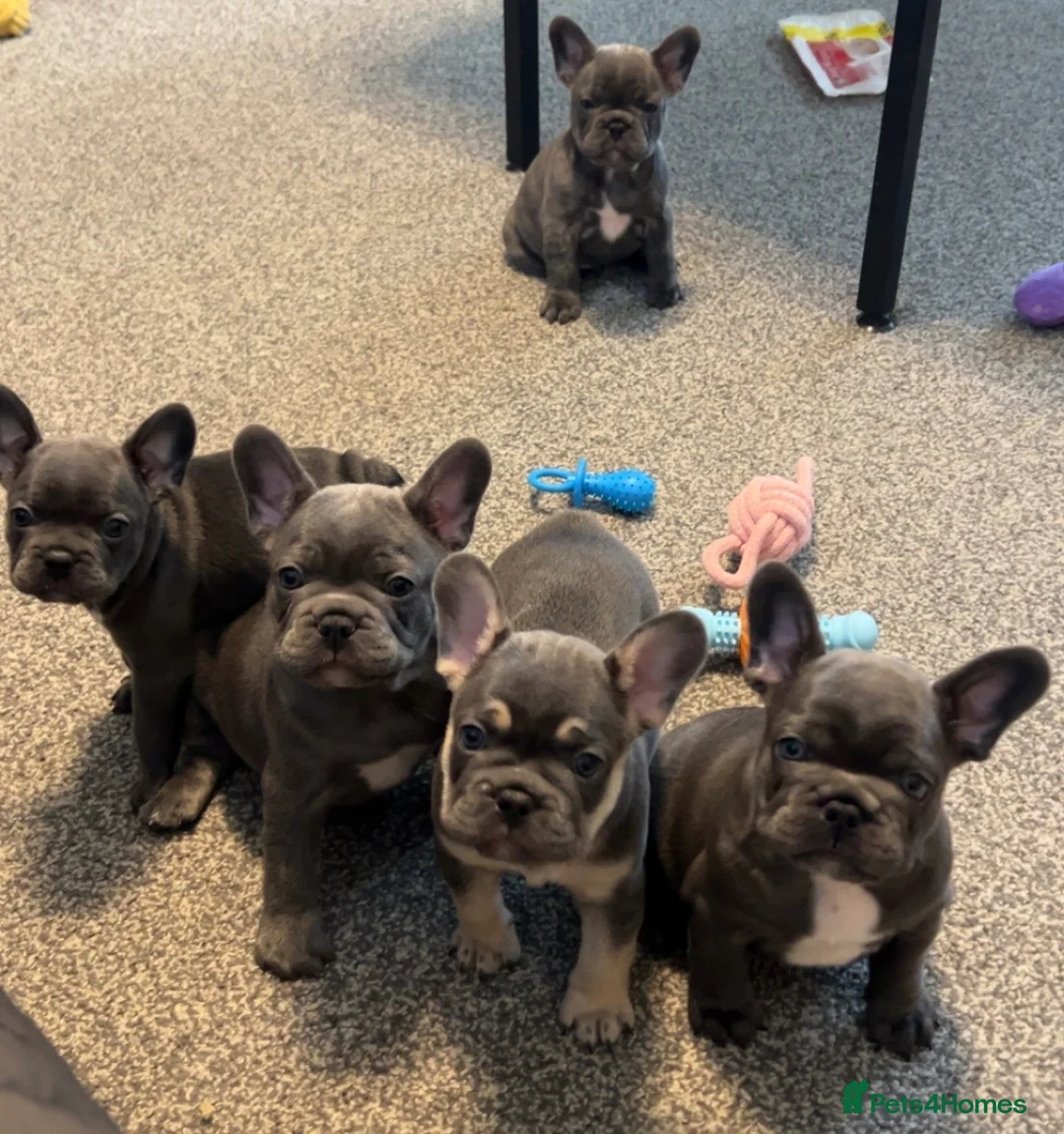 French Bulldog dogs for sale: Boy&girl looking for ⭐️⭐️⭐️⭐️forever home 🏠🐶🐾 - Advert 1