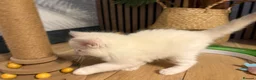 Ragdoll cats for sale: Pure ragdolls kittens  - Advert 8
