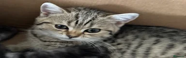 Scottish Fold 2 Golden tabby 
