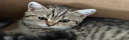 Scottish Fold cats for sale: Scottish Fold class & chinchilla Kittens Available - Advert 26