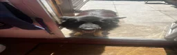 German Shepherd dogs for sale: 5 puppies Geman shepherd long hair - Advert 2