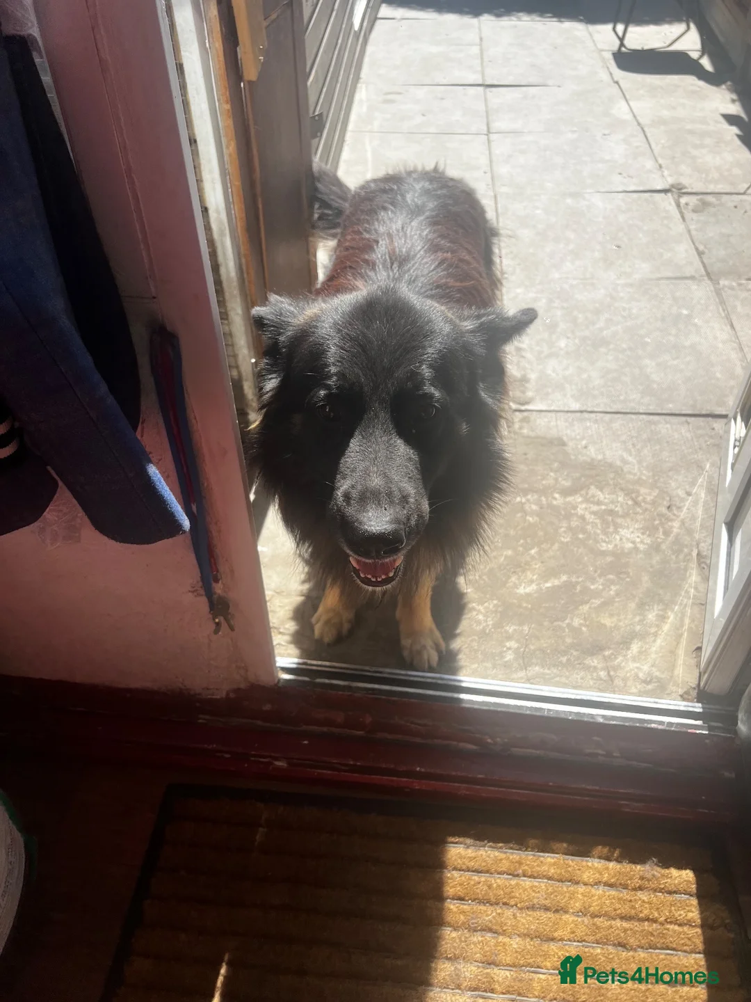 German Shepherd dogs for sale: 5 puppies Geman shepherd long hair - Advert 2