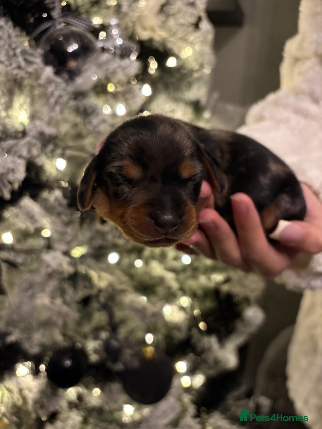 Miniature Dachshund dogs for sale: Miniature dapple daschund puppies for sale - Advert 3