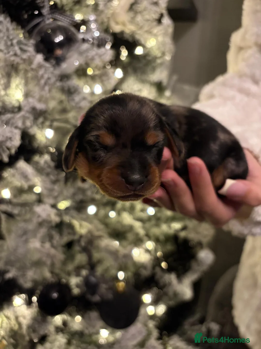 Miniature Dachshund dogs for sale: READY TO GO! dapple/merle daschund puppies - Advert 8