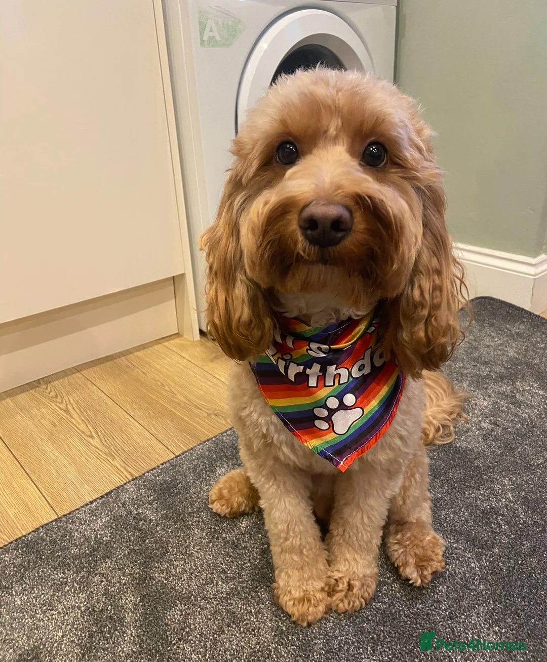 Cockapoo dogs for stud: Proven F1 apricot Cockapoo stud!  in Plymouth - Advert 2