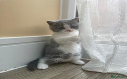 British Shorthair cats for sale: Champion Bloodlines British Shorthair kitten - Image 4