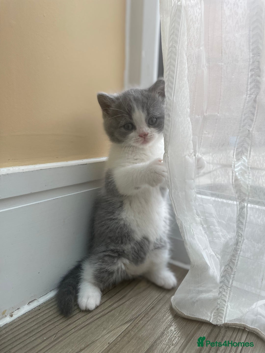 British Shorthair cats for sale: Champion Bloodlines British Shorthair kitten - Image 4