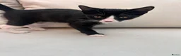 Mixed Breed cats for sale: 2 kittens looking for a new home  - Advert 4