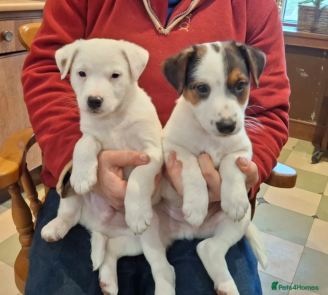 Parson Russell dogs for sale: Parson Russell  - Advert 1