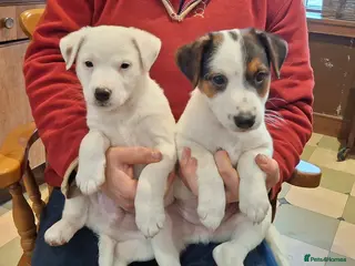 Parson Russell dogs Parson Russell - Advert 9