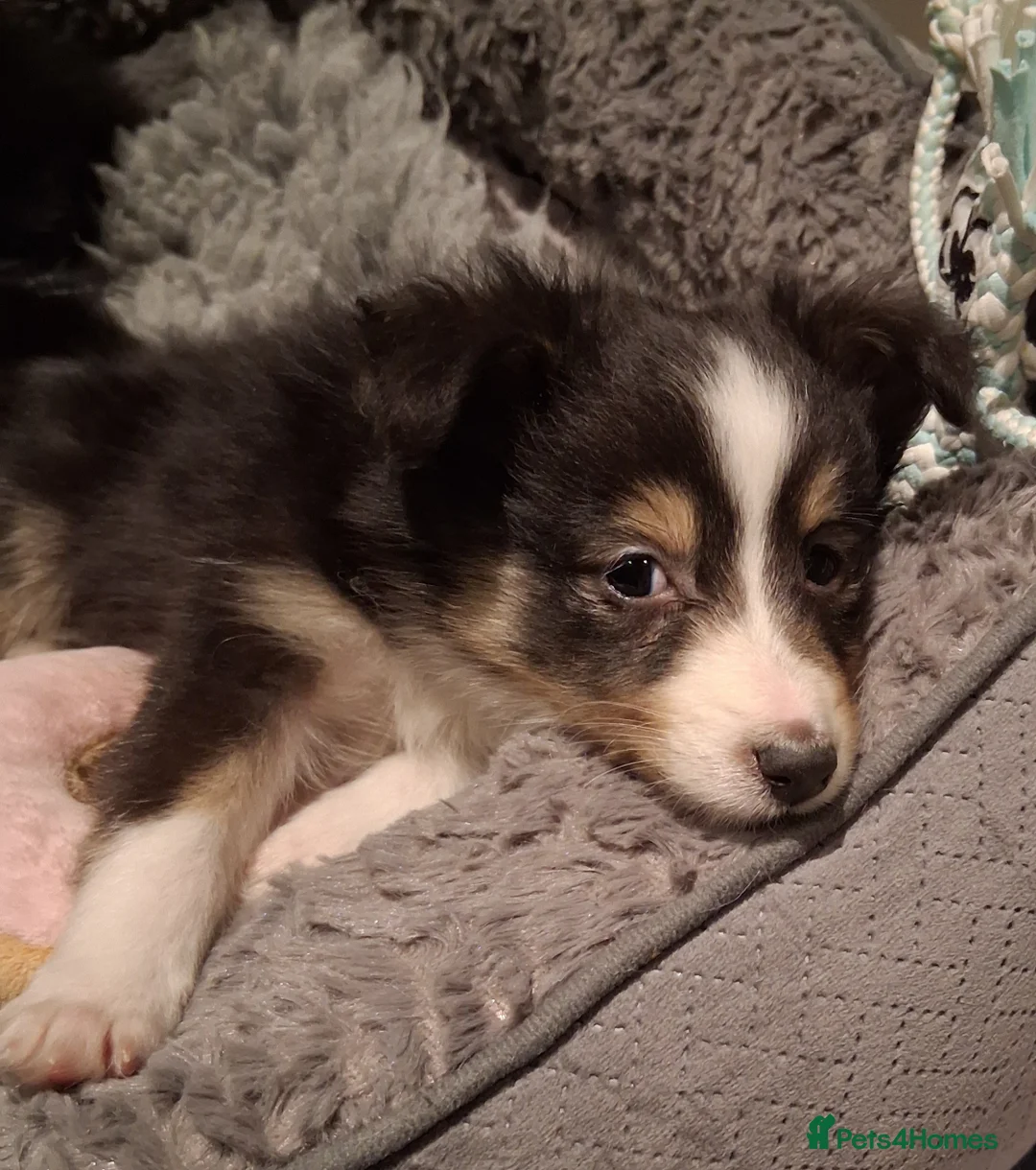 Shetland Sheepdog dogs for sale: Tricolour Shetland Sheepdog Male in Stowmarket - Advert 2