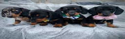 Dachshund dogs for sale: Dachshund puppies in Llanelli - Advert 4