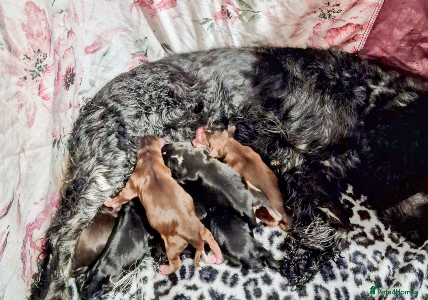 Cocker Spaniel dogs Exceptional Home Reared Cocker Spaniel Puppies - Advert 2