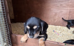 Cockapoo dogs for sale: Miniature f1b cockerpoos - Image 4