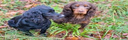 Cocker Spaniel dogs for stud: Our lovable & small type black cocker spaniel stud in Bristol - Advert 4