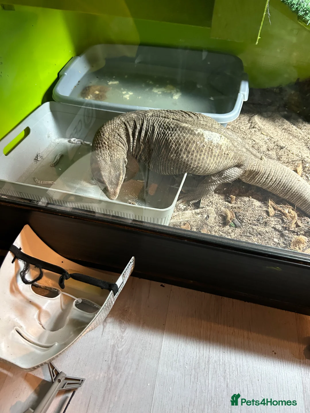 Monitor reptiles for sale: Bosc monitor  - Advert 2