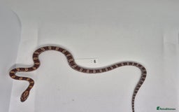 Corn Snake reptiles for sale: Corn snake hatchlings  - Image 8