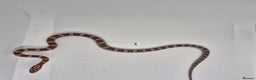 Corn Snake reptiles for sale: Corn snake hatchlings  - Advert 5