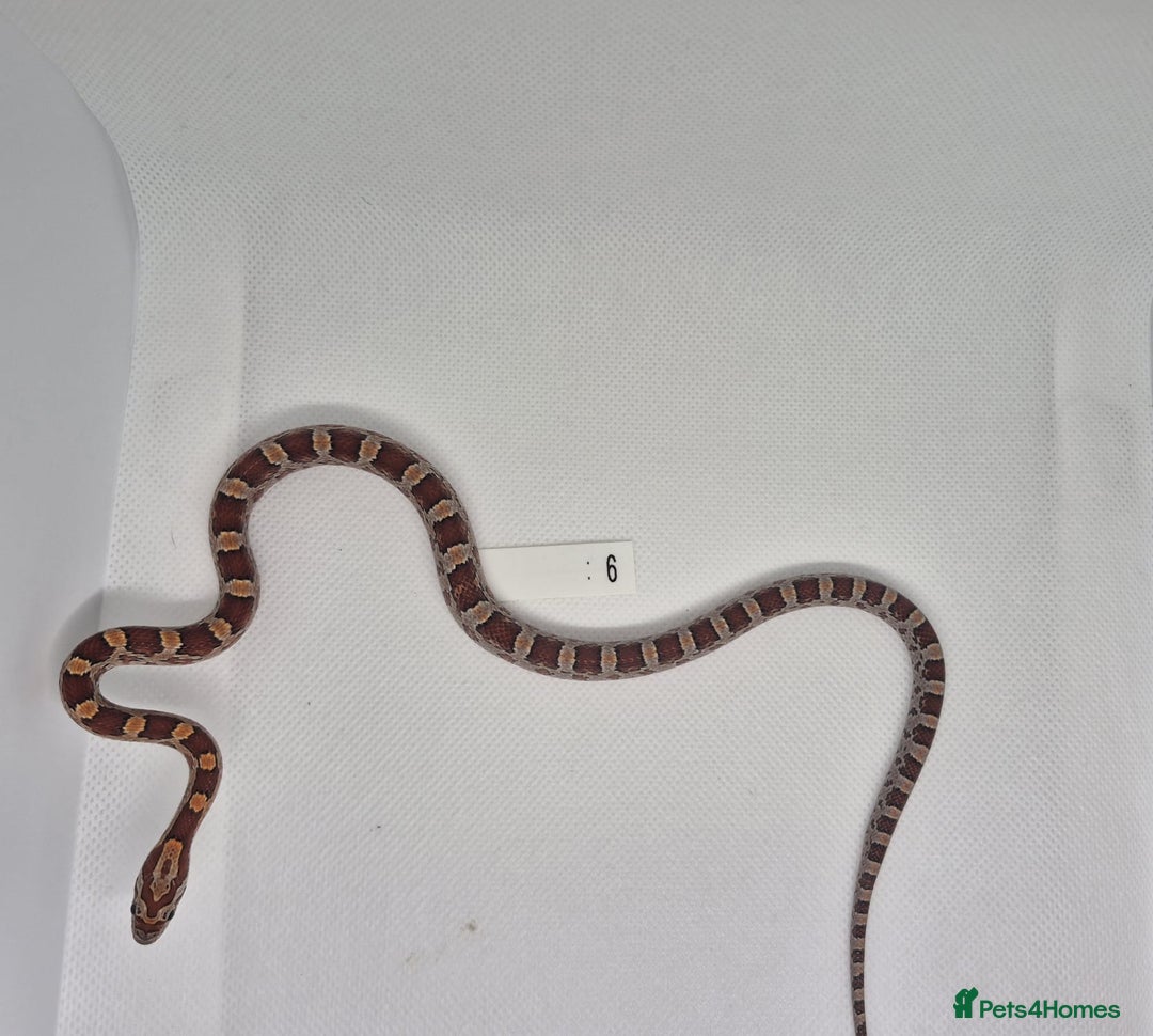 Corn Snake reptiles for sale: Corn snake hatchlings  - Image 8